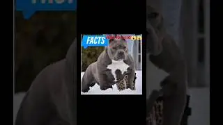 FACTS About Dogs You Didn't know 😱😱😱😱#shorts #shortvideo #shortfeed #trending #doglover#dog#viral