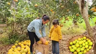 Harvesting apples and pomelos after two years of care, a wonderful day of experience for Loan