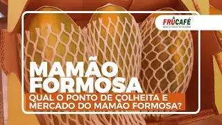 Ponto de Colheita e Comercialização do Mamão, com Carlão Mulinario.