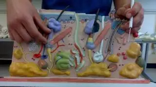 Anatomy I Episode 3: Hair Structures and Layers within the Skin - OWEN