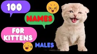 100 Names For Kittens Male. Names for Males Kittens.New Video 2023