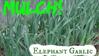 Using leaves to mulch elephant garlic