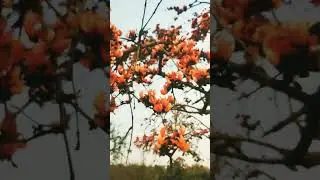 plash phool 2024 #plashphool #shortvideo