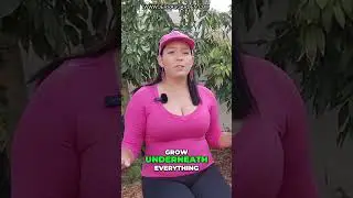 Mastering 3 Sisters Gardening: Grow Beans, Corn, Squash!