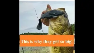 This is why they get so big