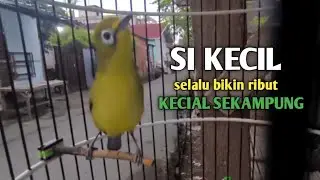 SI KECIL YANG SELALU BIKIN RIBUT KECIAL KUNING || SATU KAMPUNG|| @zgkicaulombok6363 