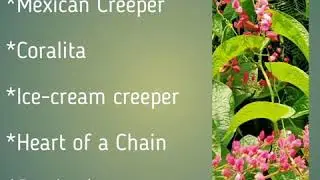 #Coral Vine,#Mexican Creeper #Antigonon leptopus #Fast growing pink vine