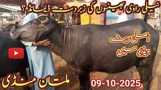 new murrah buffalo for sale | nili ravi bhanson ki demand | murshad mandi info | 