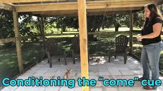 Fennec Fox Training: Come When Called