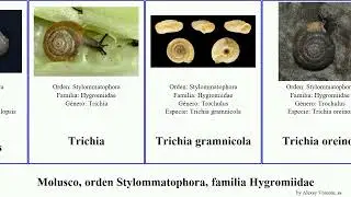 Molusco, orden Stylommatophora, familia Hygromiidae monacha mollusca striata planaria austriaca