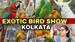 Bird Show in Kolkata | Exotic Bird Show 2025 | Santosh Mitra Square