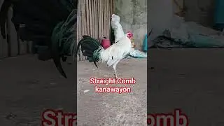 Straight Comb kanawayon #subscribemychannel #ayam #chicken #highlights #subscribe