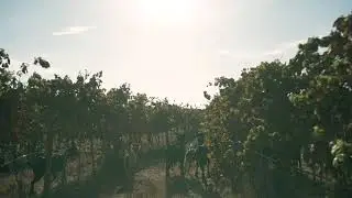 Arvad - Algarve Wines
