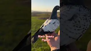 Black Pigeon #pigeon #pets #trending #kabootar #kabutarbazi #punjabi #song #vlog