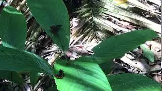 アウレステスシジミタテハAncyluris aulestes コエキアスシジミタテハCrocozona coecias, 2018/10/30 Apuya Napo, Ecuador