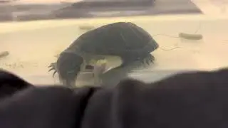 African Dwarf Mud Turtle ( Pelusios Nanus )