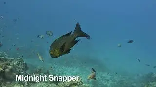 Diving in Fiji on board Nai'a.  October 2025.