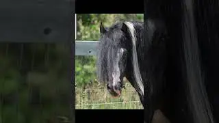 Don King - black and white Gypsy Vanner Stallion at stud