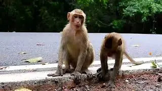 Monkey Grab In Cambodia Good All Monkeys In Khmer #039
