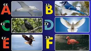 ABC Birds Song for Kids | A to Z Alphabet Birds | Learn Bird Names & Sounds for Children