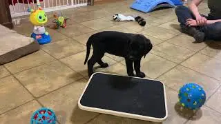 Puppy Evaluations &mdash; BellaMay, Part 1