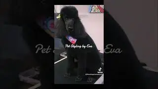 #standardpoodle #standardpoodles #poodlegrooming #dog #groomer