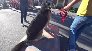 ARTURO TRAINER CAM (Episode 8) Training 3 Dogs In The OC from Start to Finish