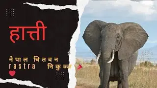 nepal image🇳🇵hd   wow nepal ko elephant   kasto dhami ra xa ta #target #goviral #nature  #views