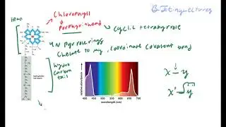 Cell Biology Lecture 6 Plant Energetics and the Calvin Cycle
