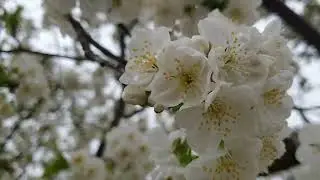 Свежесть и чистота.