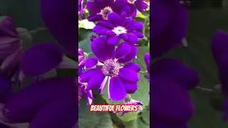 Pericallis &times; hybrida, known as cineraria,[1] florist's cineraria or common ragwort#flowers