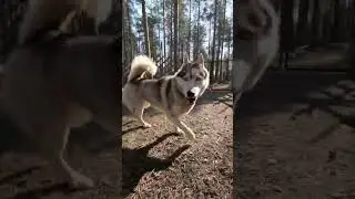 Summer in Husky Park🐾🐺☀️ #huskyparkaecticcircle #husky #siberianhusky #lapland #finland