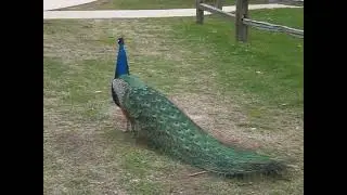 Male peafowl (peacock) mating call