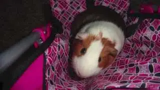 Super Piggies! Guinea Pig Power!