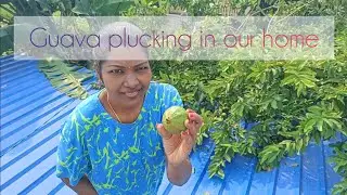 வீட்டில் கொய்யா பறிக்கிறோம் (guava plucking in our home) | vaishu💥 meru 
