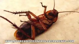 Hydrex Pest Control Co. - Get Back to a Pest-Free Life