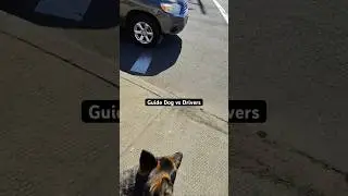 My New Guide Dog vs Traffic #GuideDog #ServiceDog #Traffic #Commute #Blind ￼