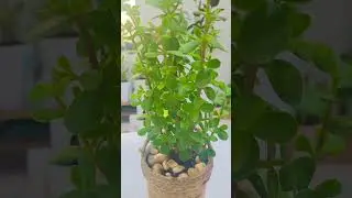 Recycled yogurt containers into planter for beautiful jade plant. #plants #jade #recycled #diy