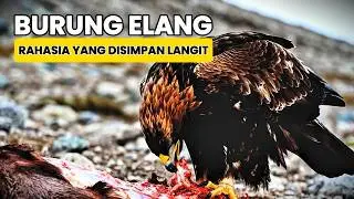 Fakta Mengejutkan Elang: Penguasa Langit dengan Hidup Paling Brutal