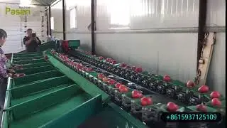 tomato weight grading machine / tomato weight sorting machine From Sally 0086-15937125109