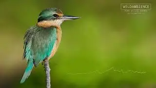 Sacred Kingfisher Calls - The sounds of a Sacred Kingfisher in the Australian bush.