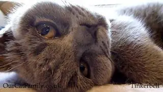 British Shorthair Blue Cat Purring Very Cute and Beautiful Girl - PLEASE SUBSCRIBE