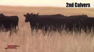 Bowman Cattle Complete Cow Dispersal