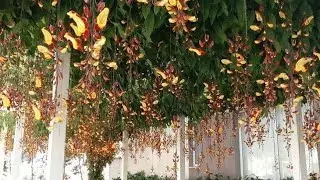 Plantas para pérgolados: Sapatinho de Judia| Como cultivar!