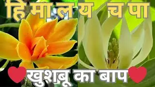 Permanent Flowering Plant || Strong Fragrance Flower || Himalaya Champa #magnolia #champa
