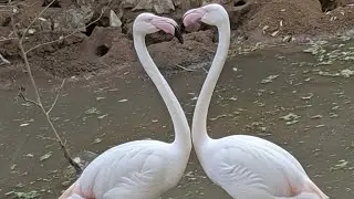 ब्लैक-नेक्ड स्टॉर्क (Black-necked Stork) 🪿🪿