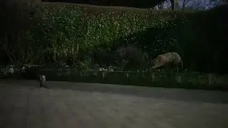 Fox visits this week
