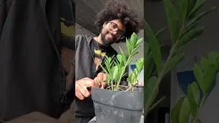Planta e Raiz - Selva de concreto #shorts #paz #reggae #reflex&atilde;o #plantaeraiz