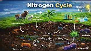 नाइट्रोजन चक्र (Nitrogen Cycle) समझिए Step by Step | Biology Hindi