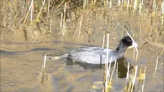 Coots Nesting